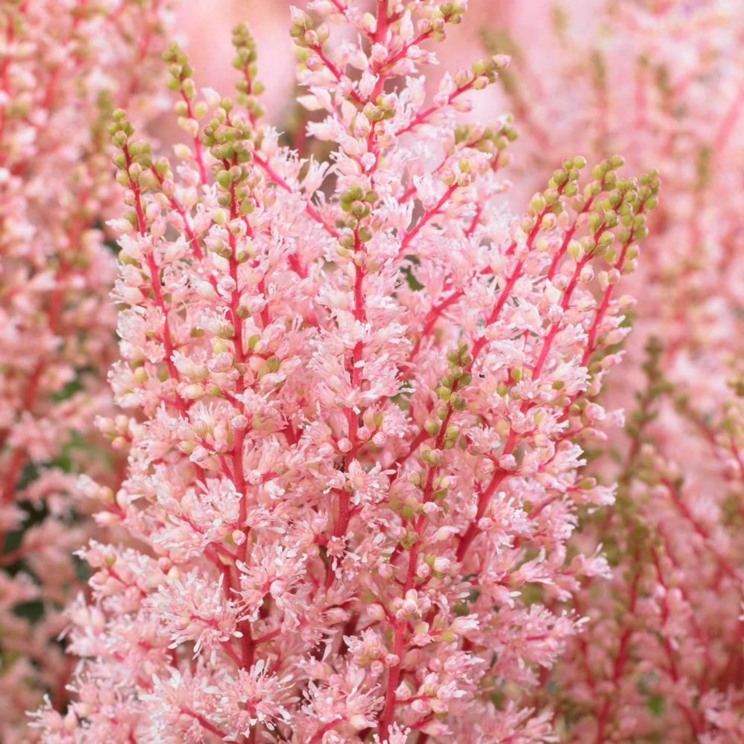 Astilbe ‘Look at Me’